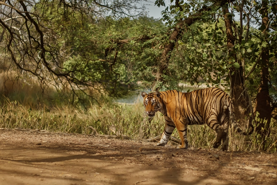 Amazing Bengal Tiger